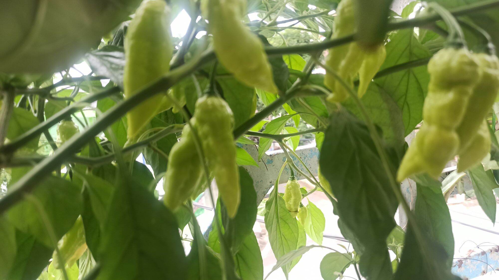hạt ớt LEMON GHOST