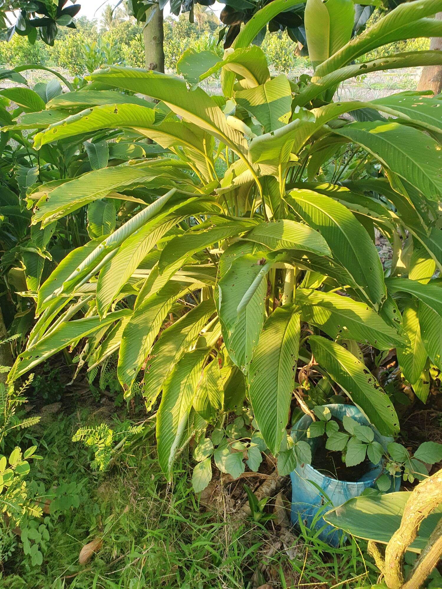 củ lùn giống 10 cây(củ)
