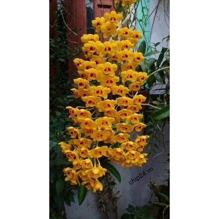 hoa lan phi điệp vàng (hàng rừng 1 bó như hình cuối)