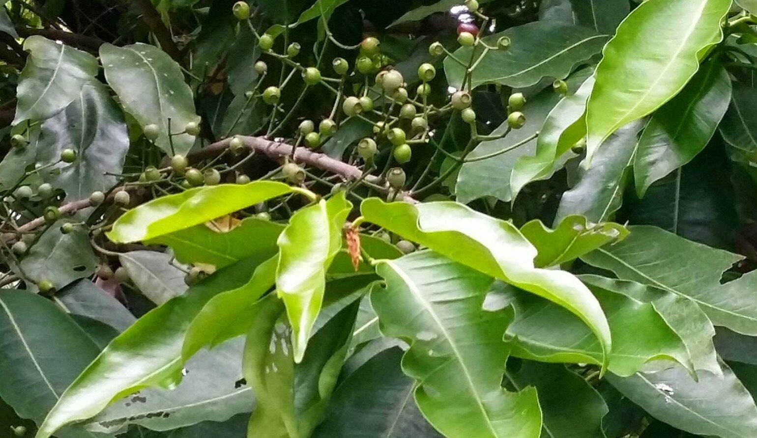 lá vối khô 500g