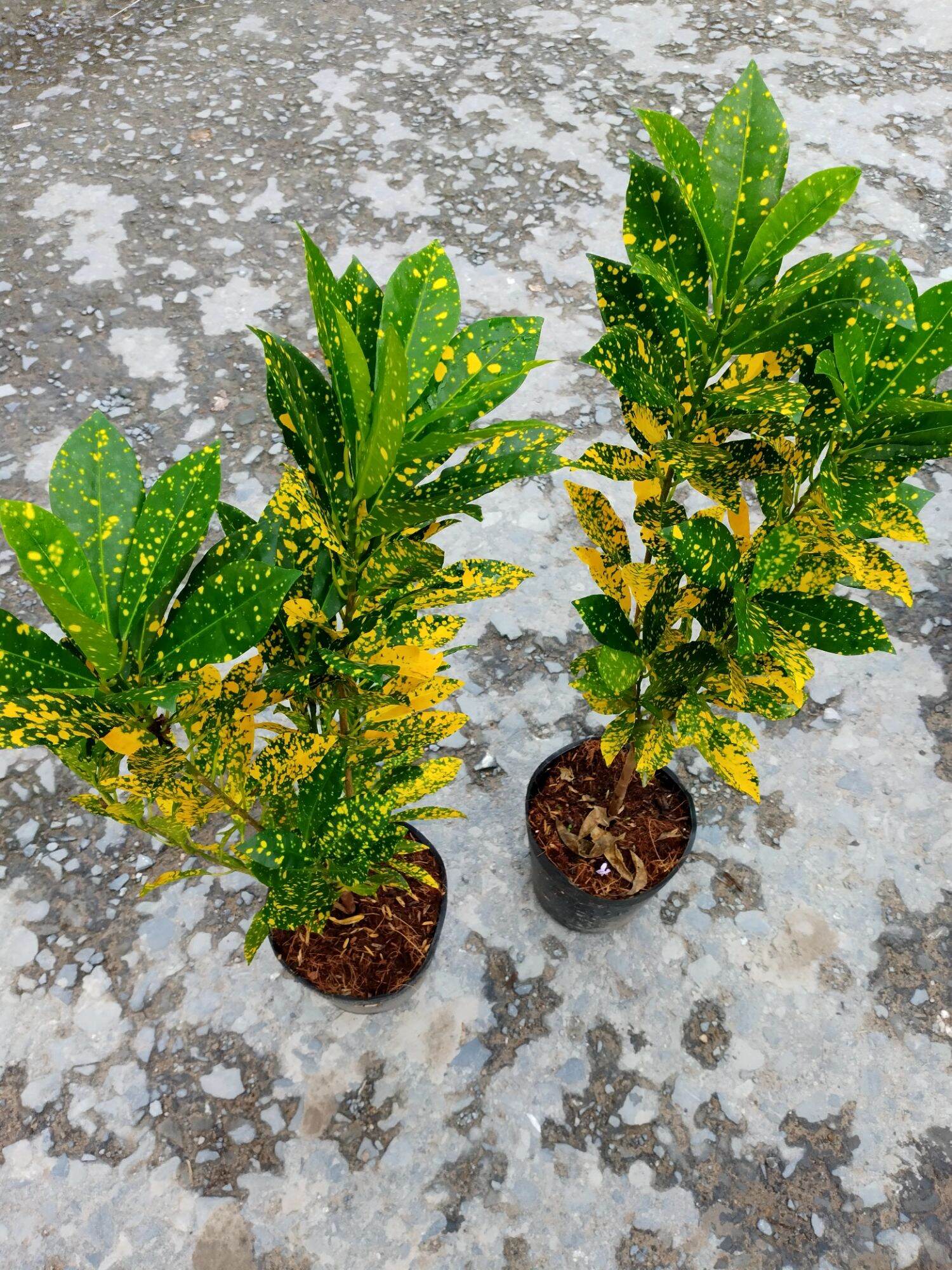 Cây Vàng Bạc, Lá màu