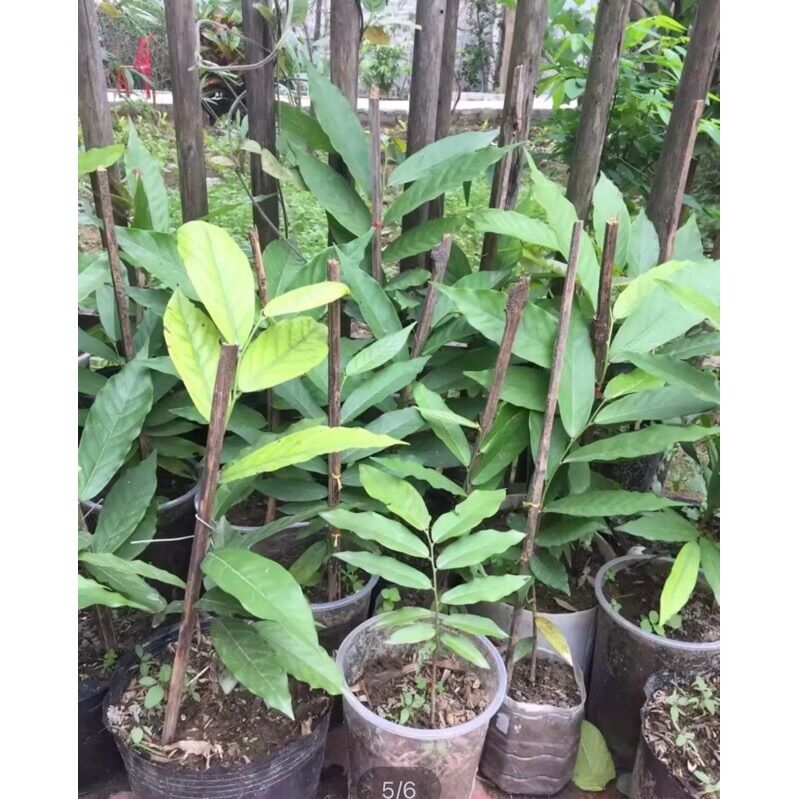 Cây hoa dẻ đổi màu xanh- vàng thơm ngát