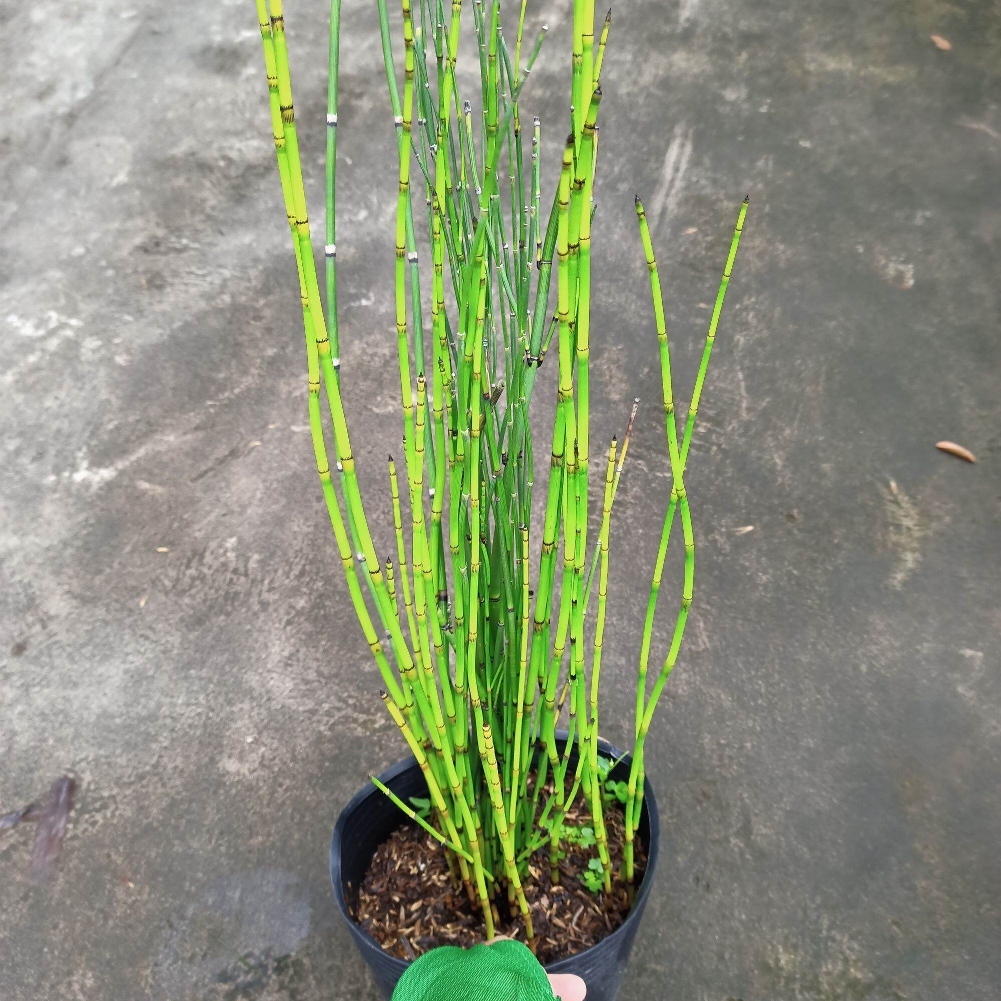 Chậu cây thiền trúc, trúc không lá