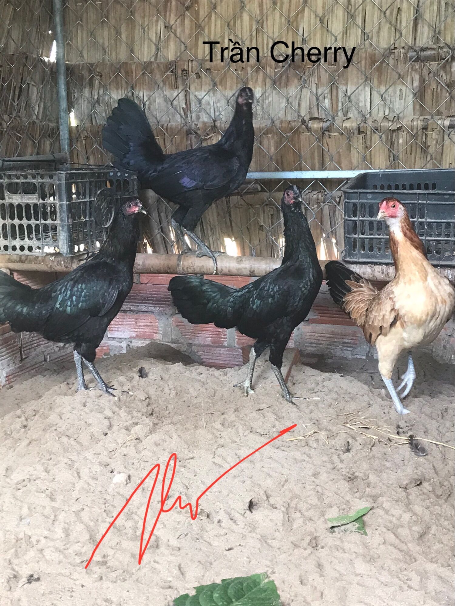 05 trứng gà đá ấp nở con (1)