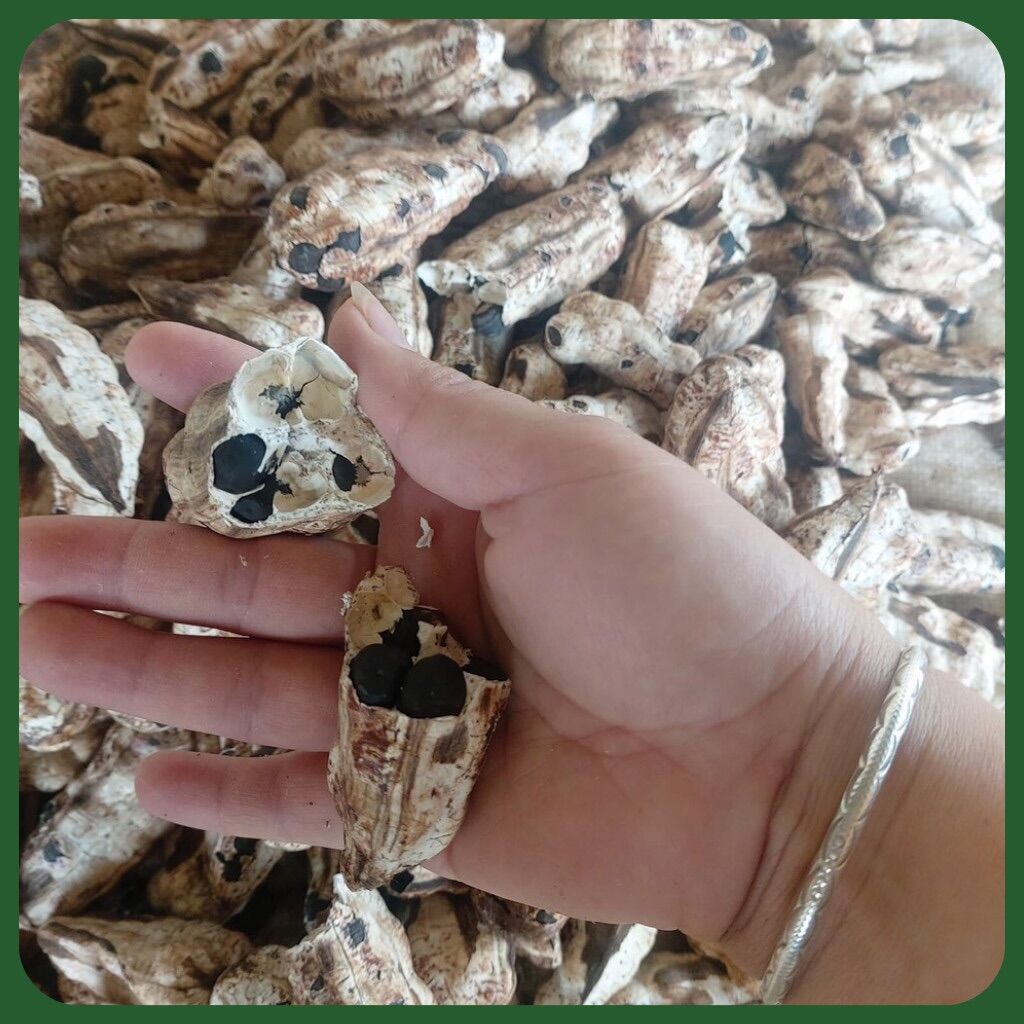 Quả chuối cô đơn 1KG - 1KG