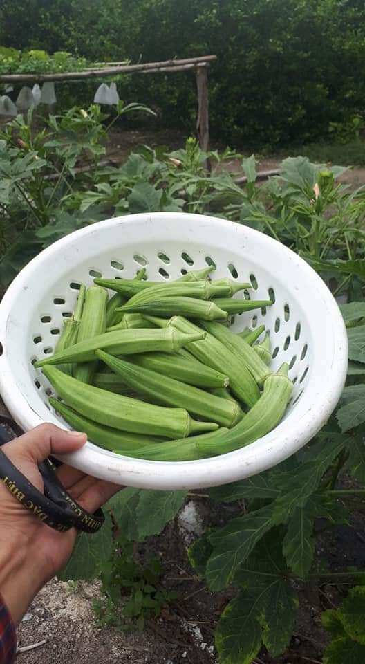 1Gr HẠT GIỐNG ĐẬU BẮP XANH LÙN