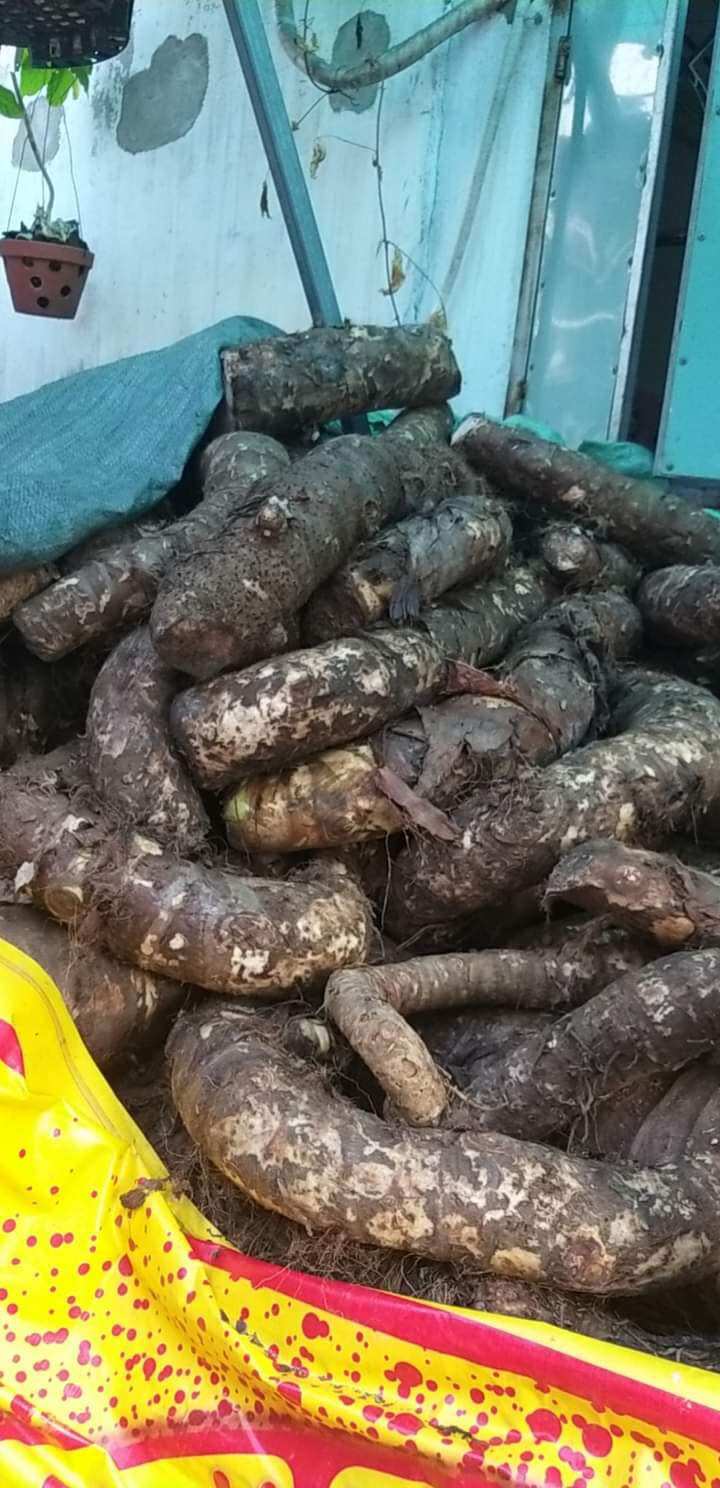 Củ bạc hà núi 2kg Đào sâu trong núi Cấm An Giang