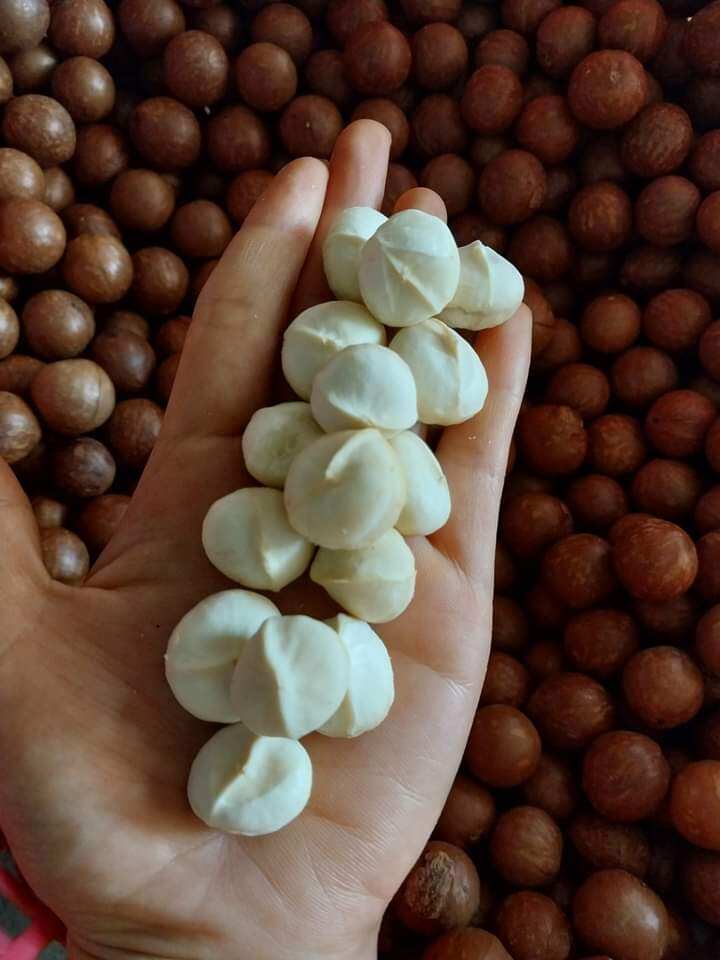 Hạt mắc ca sấy lứt vỏ(500gram)