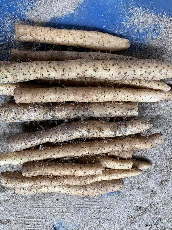 Củ khoai mài tươi . củ đào trong rừng