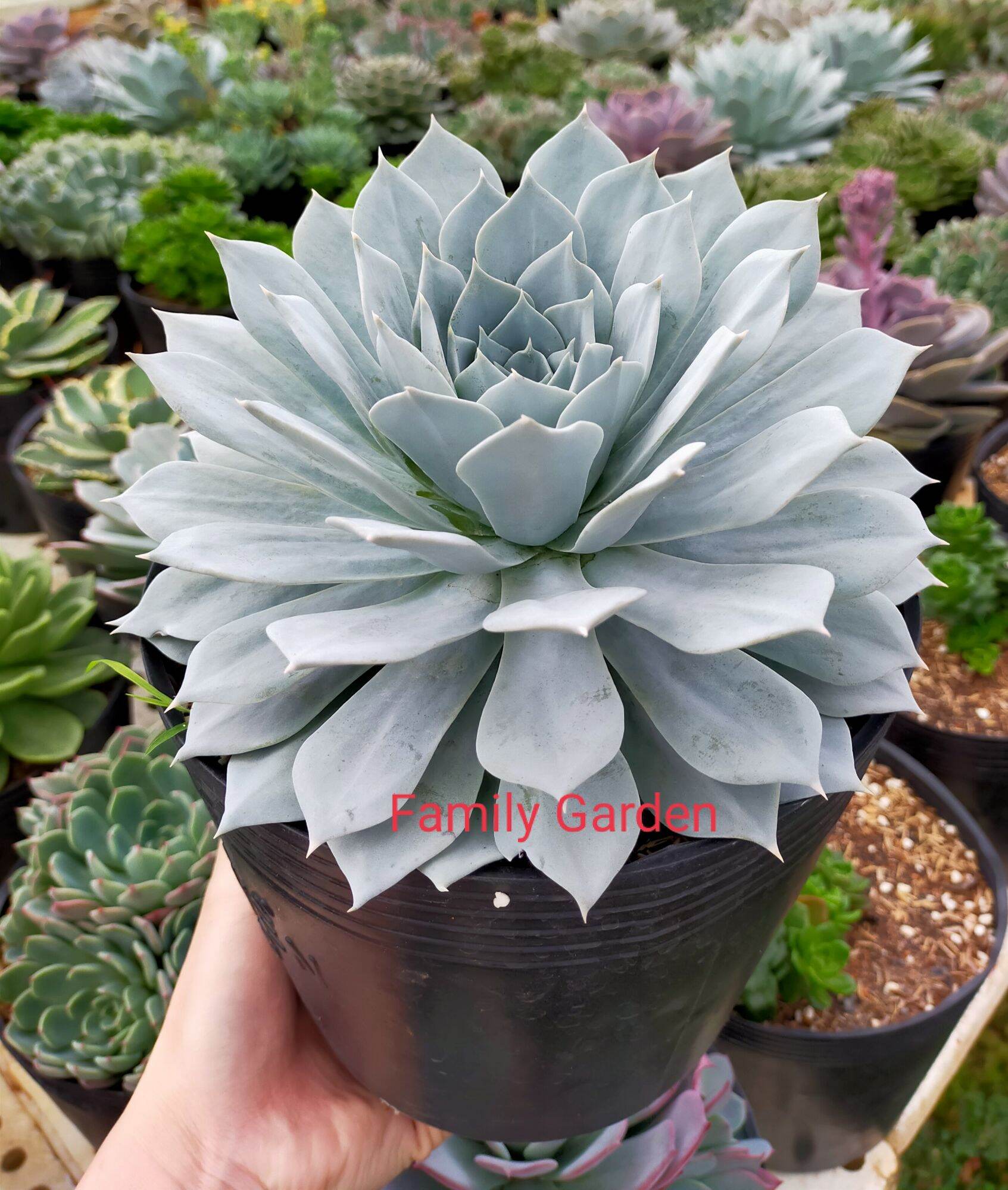 Sen đá ngọc trinh size đại🌲18-20cm🌵xuất vườn đalat❤️ siêu cute 👍
