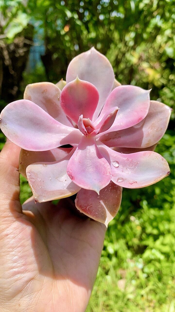 Sen đá Hồng dâu var