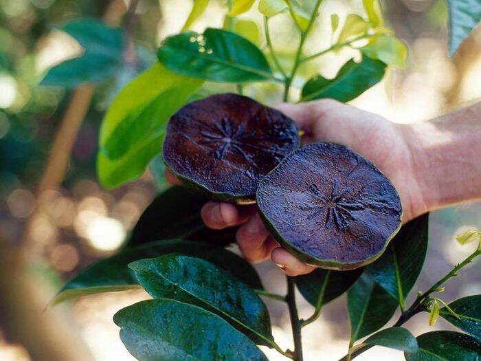 Cây Giống Hồng Đen Socola (Hồng Chocolate Indonesia)