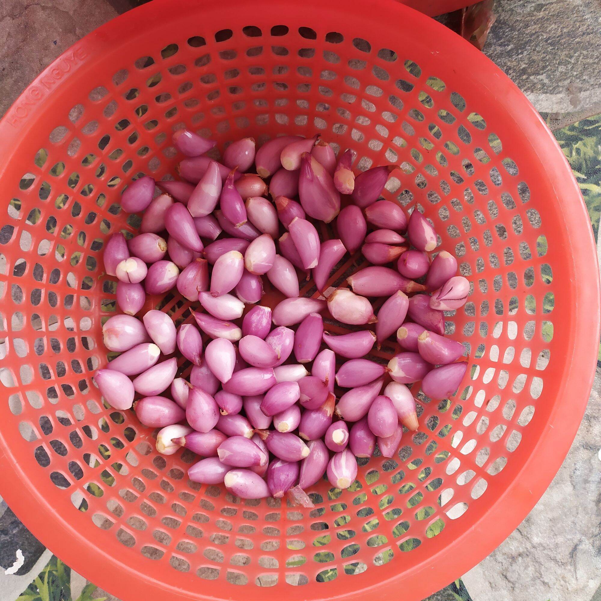 Hành tím khô Phan Rang được phân loại củ đều, đẹp