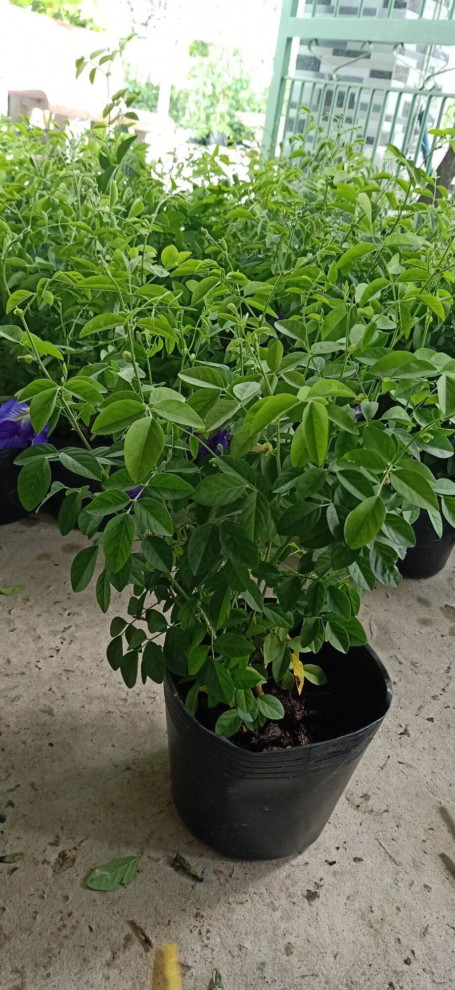 Cây hoa đậu biếc (hoa kép) cây đang hoa- cây kiểng làng hoa sa đéc