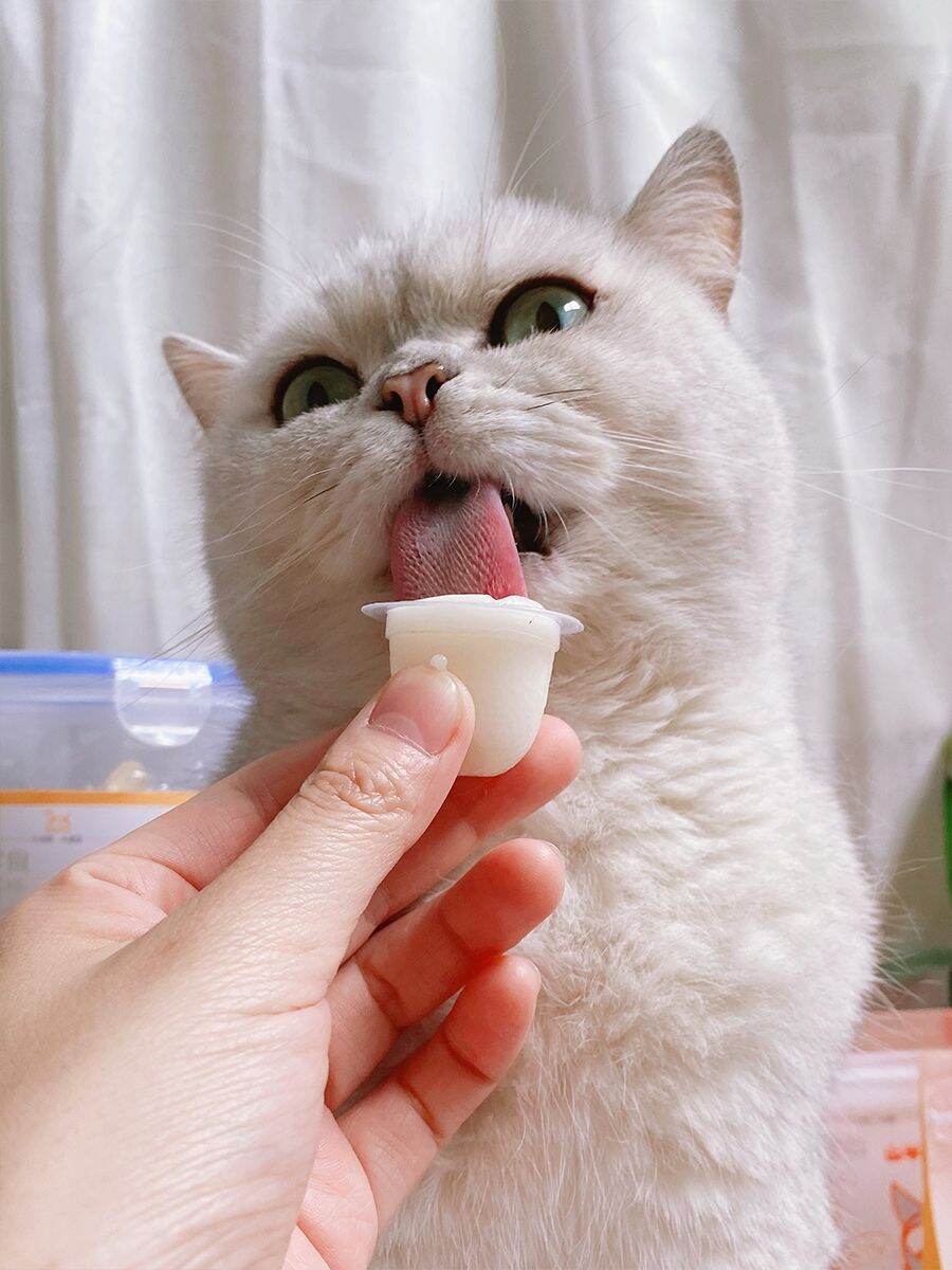 Pudding Sữa Dê Cho Mèo