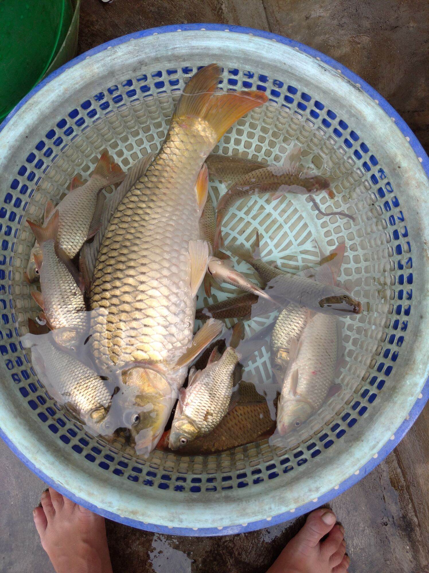 bột trùng quế, trùng chỉ chuyên câu chép, diếc, rô phi..