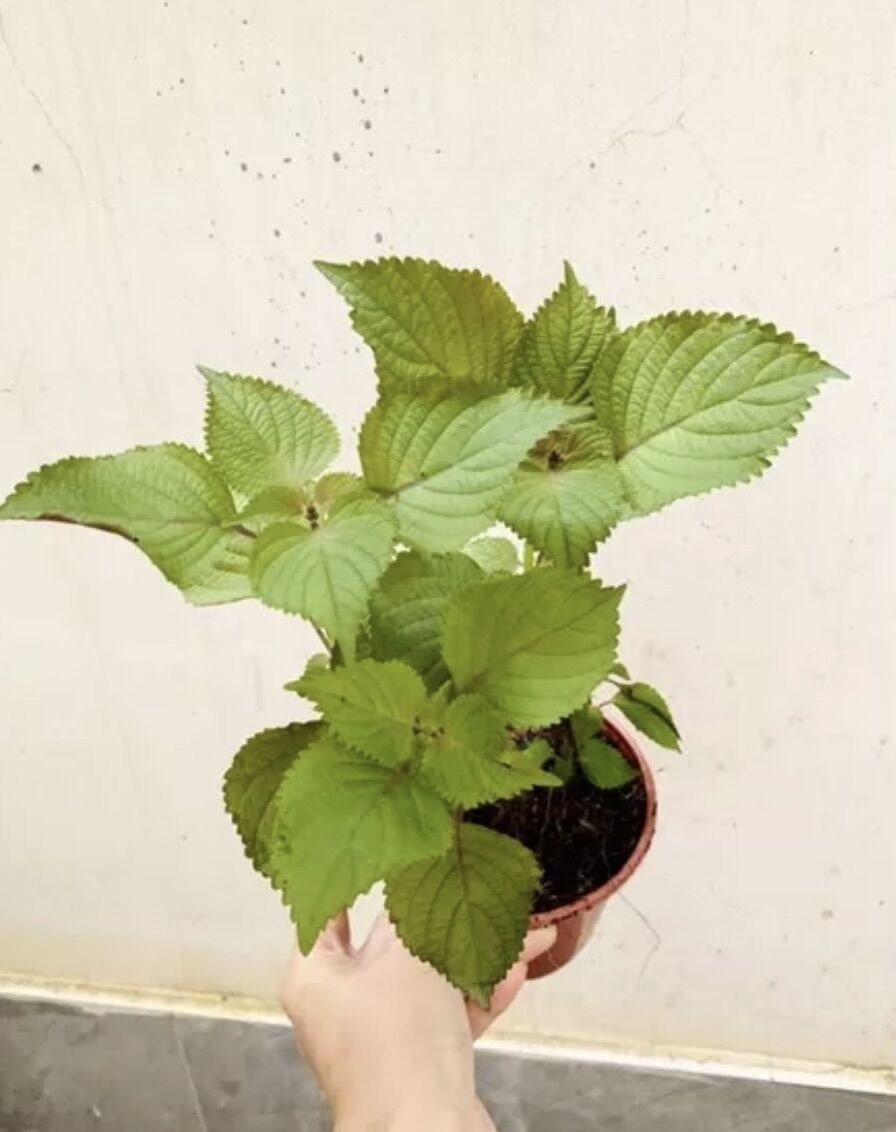 Chậu cây rau tía tô