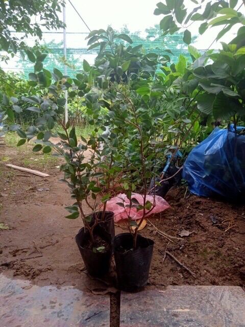 Cây nho thân gỗ tứ quý cao từ 40cm trở lên