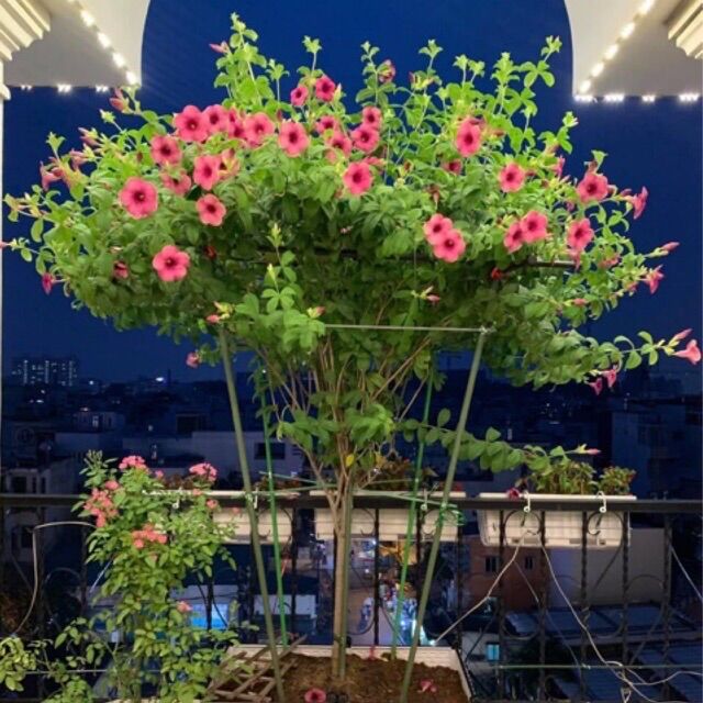 Cây hoa Quỳnh anh tím