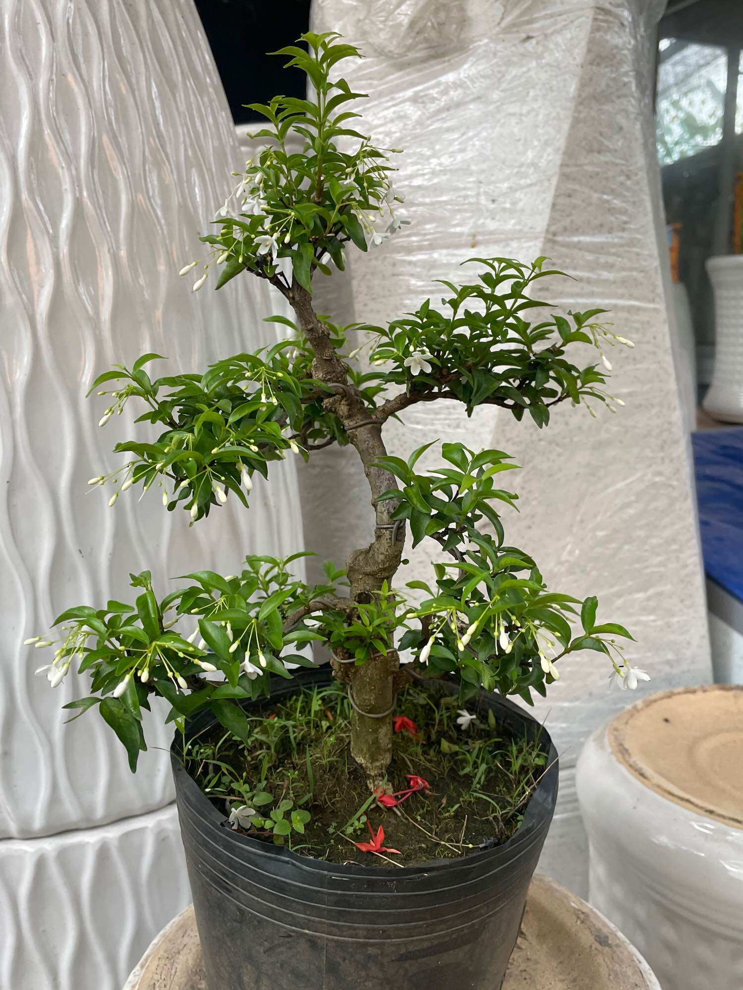 Mai chiếu thuỷ bonsai mini