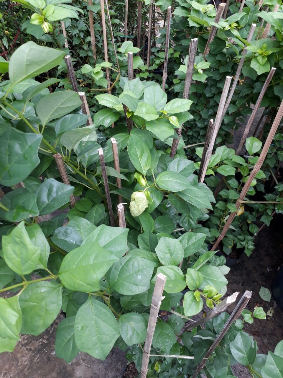 Cây huyền trân công chúa