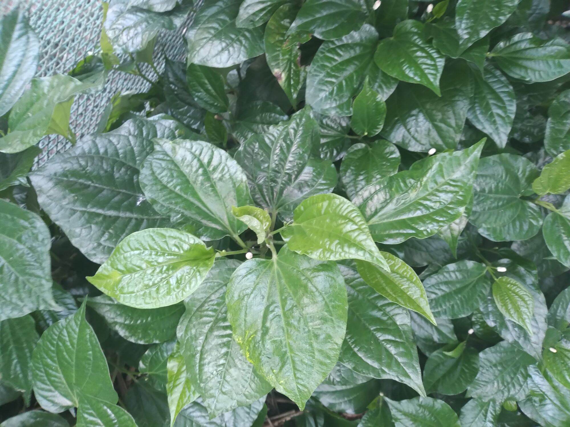 LÁ LỐT TƯƠI 100 GRAM