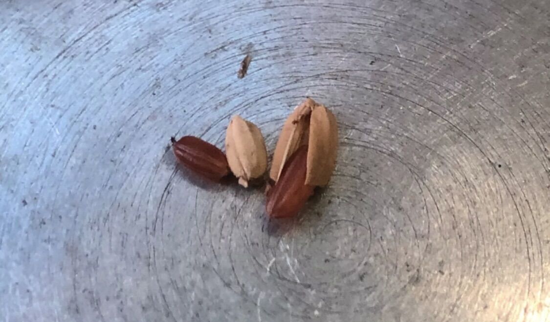 Lúa tiêu ruột đỏ