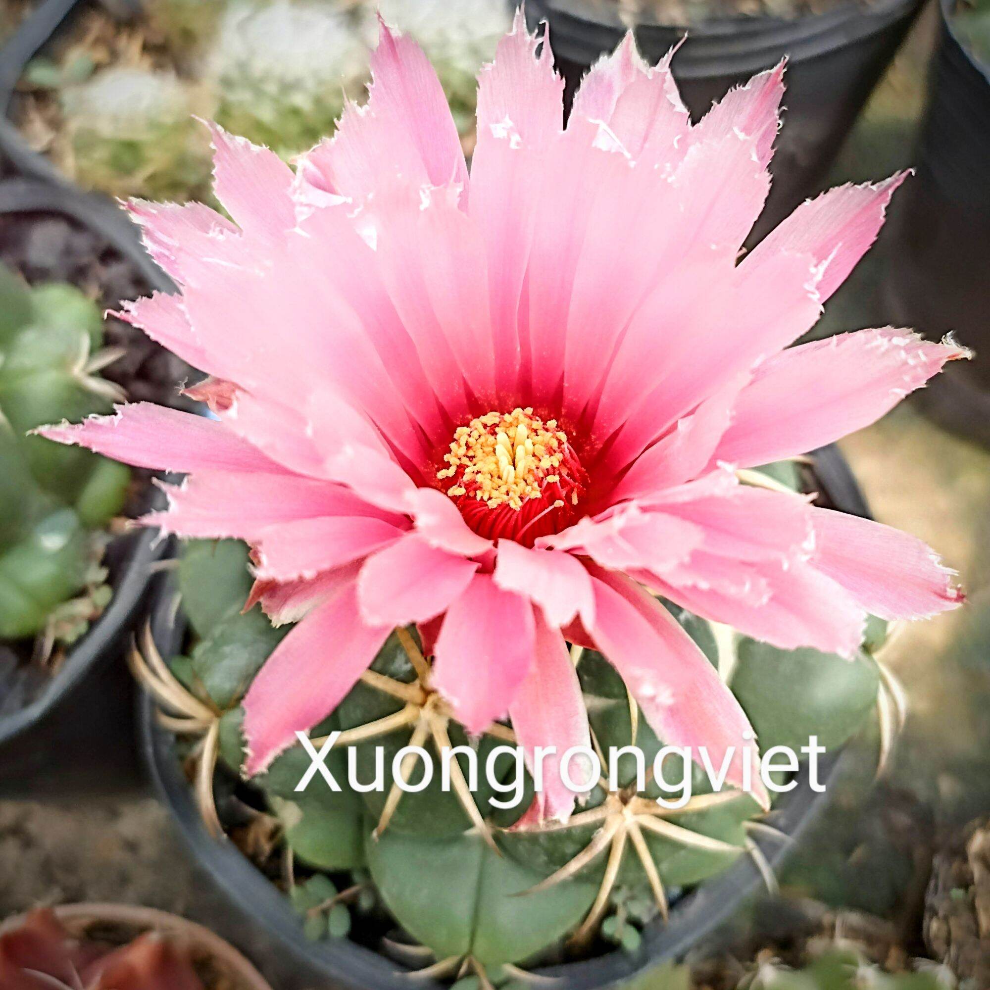 Xương Rồng Cory