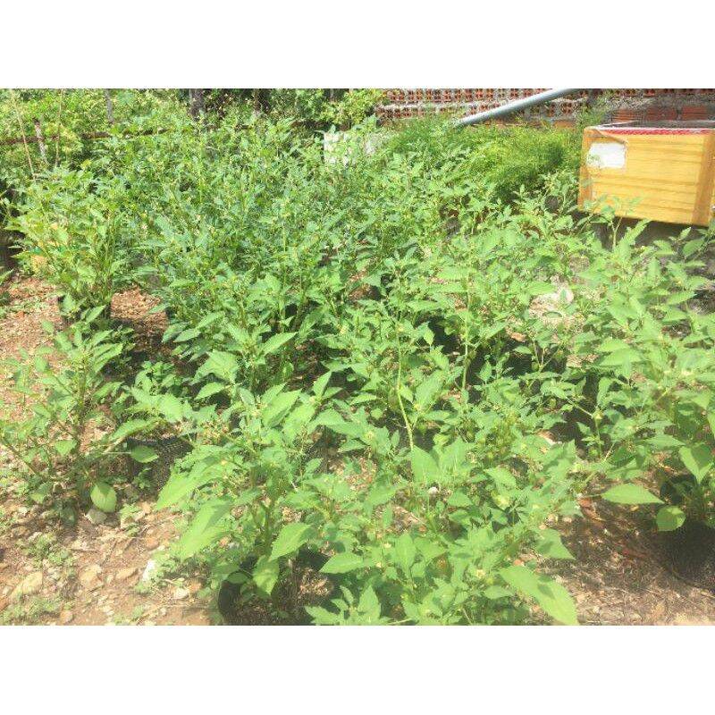 1kg cây tầm bóp khô ( cây thù lù, lồng đèn ,bôm bốp)