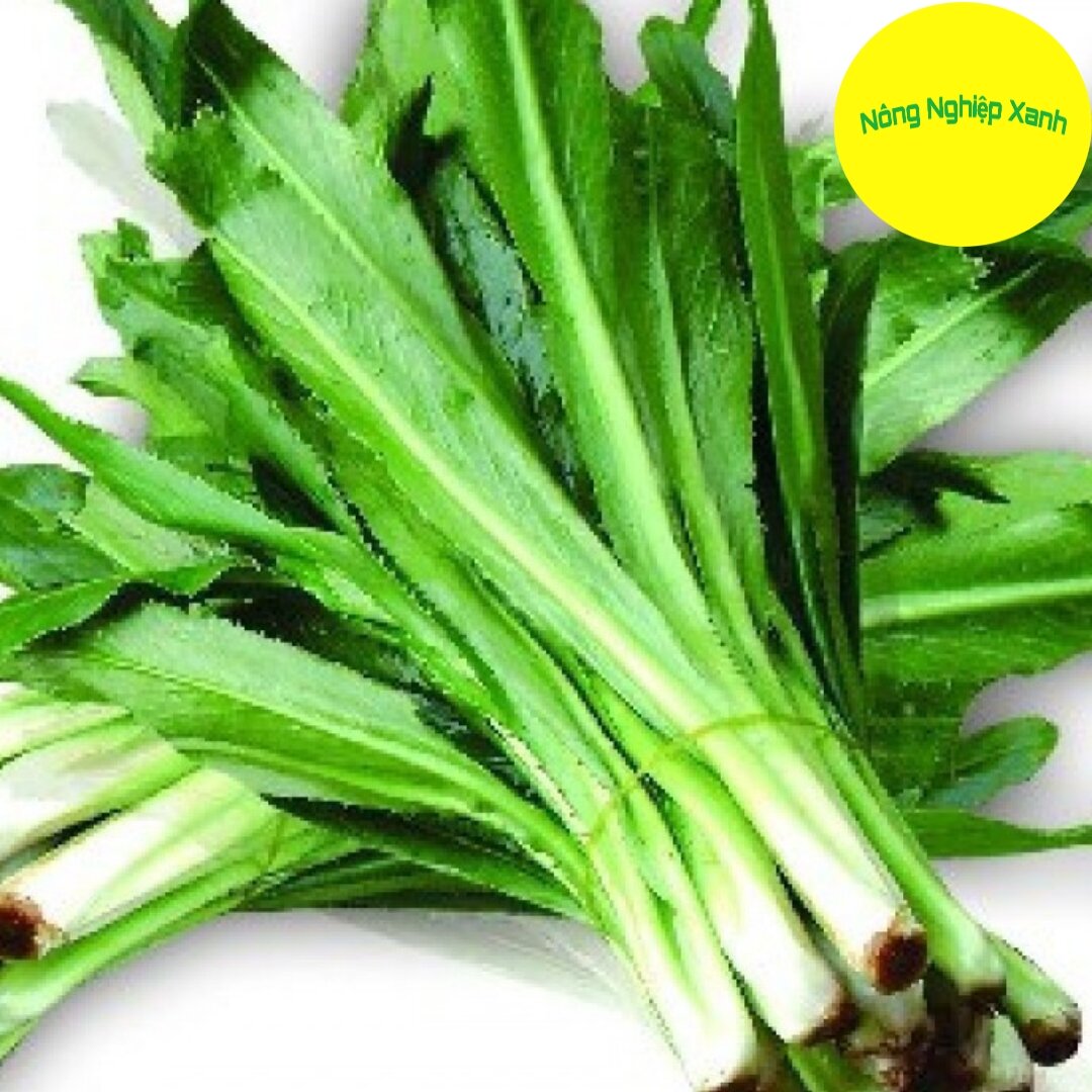 Hạt giống ngò gai hạt nhỏ rado 31 dễ trồng, năng suất cao