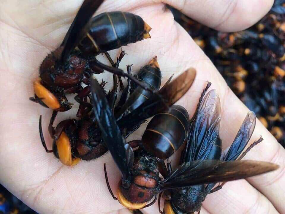 Ong đất ( Ong bắp cày) ngâm ru.ou chai 1Lít hoặc chưa ngâm
