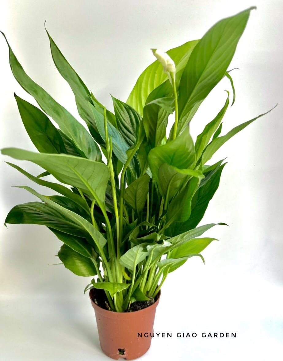 Cây Lan Ý Chậu Nhựa