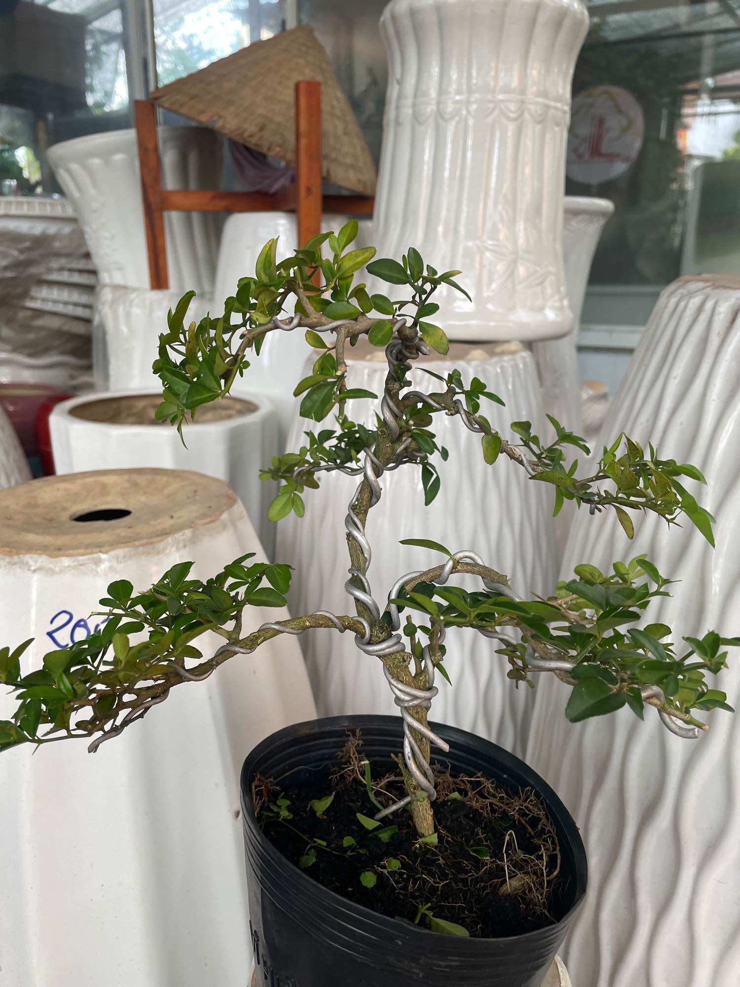 Cây Kim Quýt bonsai mini để bàn