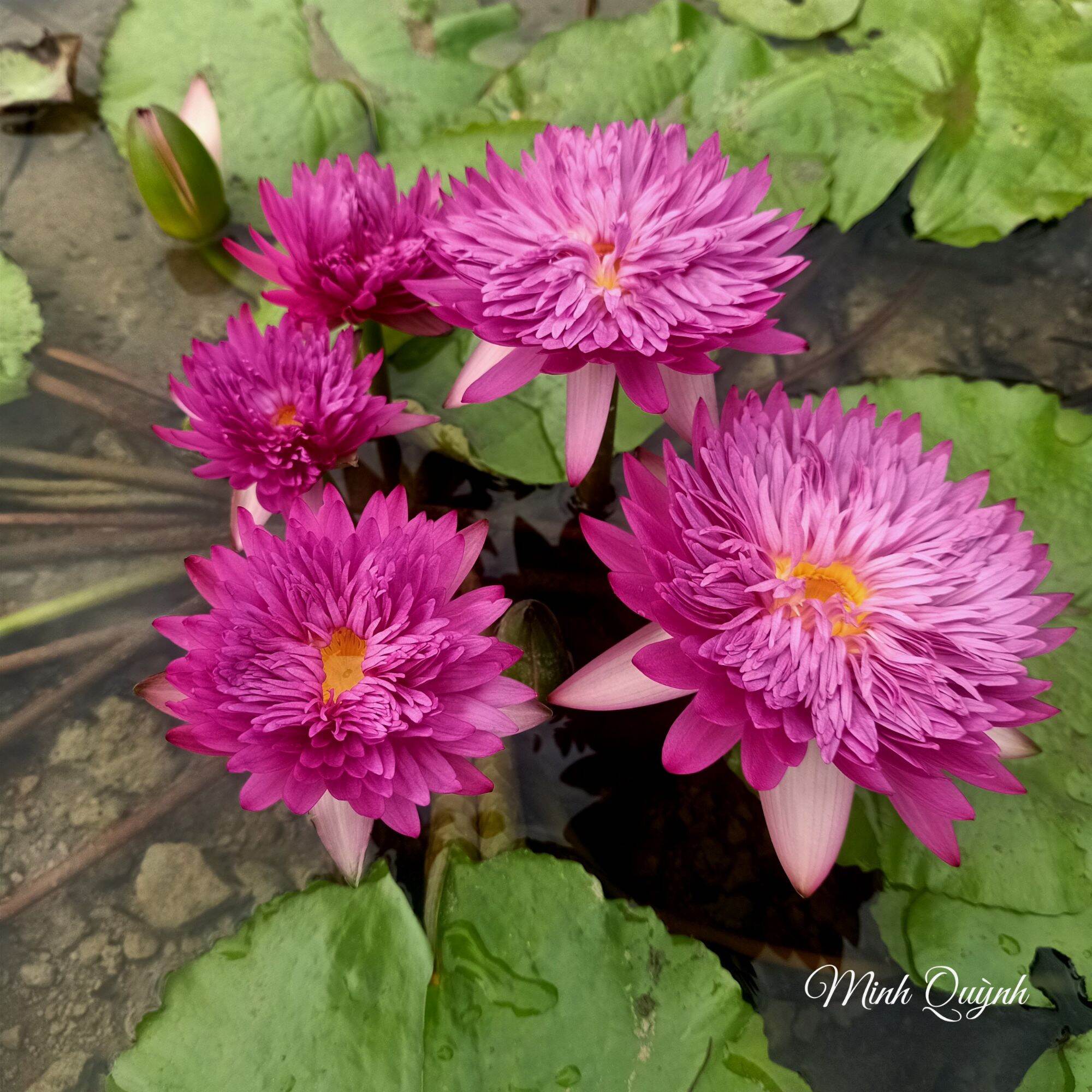 Hoa súng Thái Khaohinson (chỉ giao miền Nam)