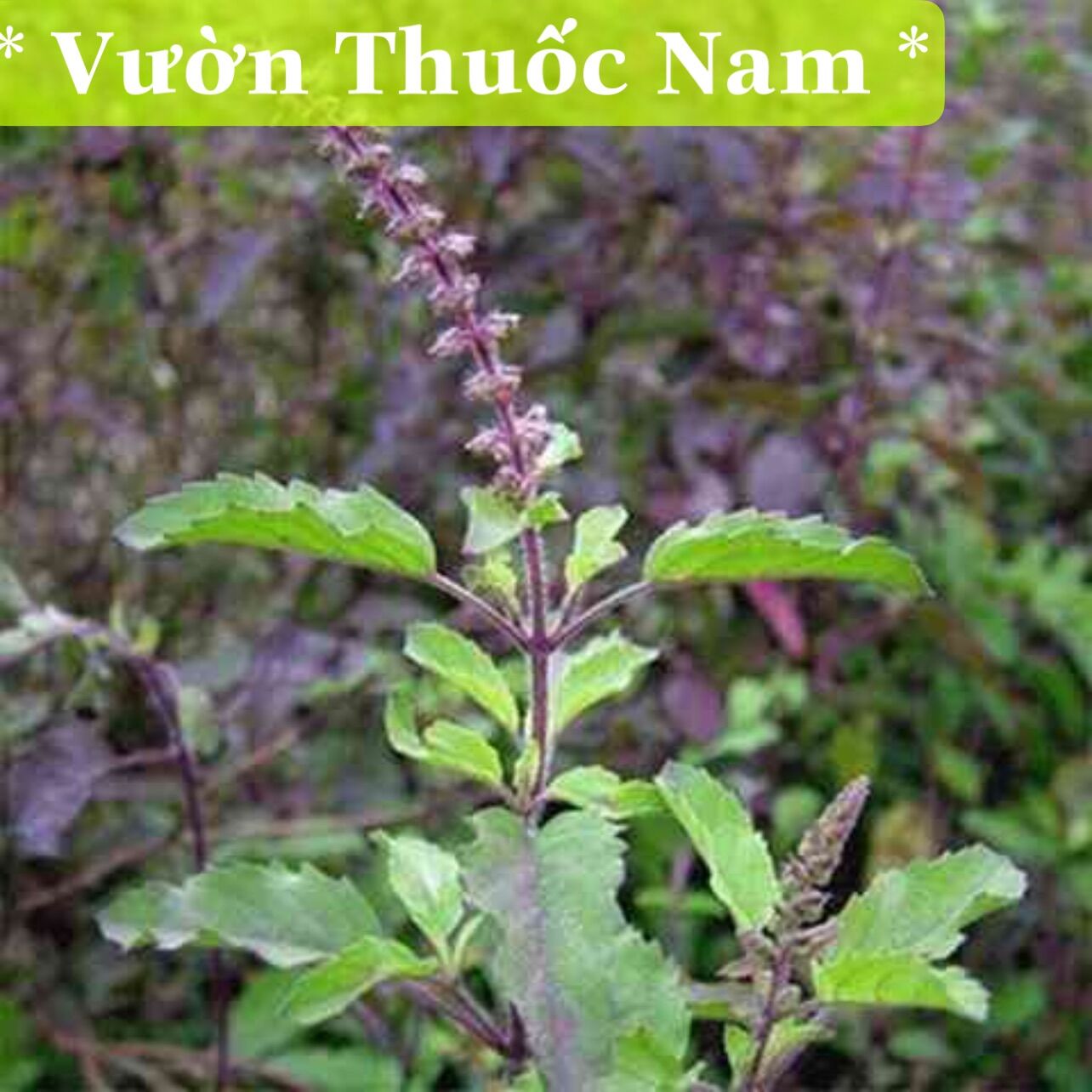 Combo 5 cây giống hương nhu tía làm giống