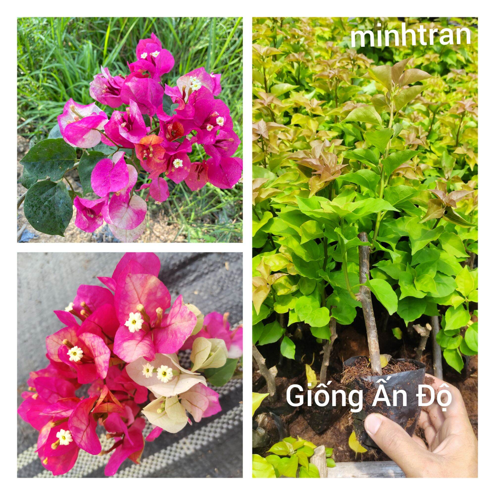 Cây giống Hoa giấy Ấn Độ, cây cao khoảng 15-20cm, giâm cành rễ nhiều