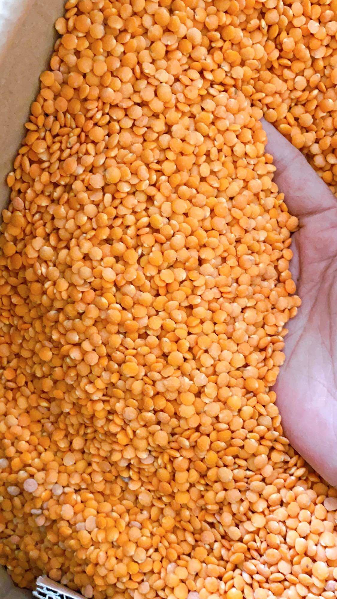 500G Đậu lăng đỏ hữu cơ