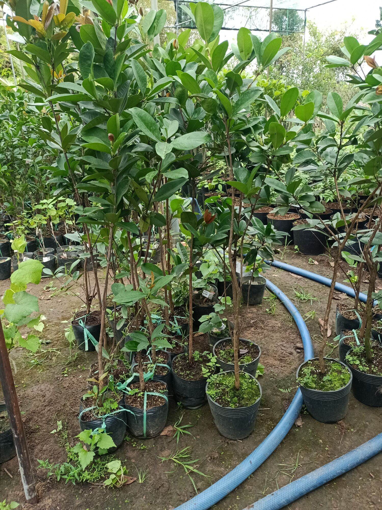 cây cherry Brazil chịu nhiệt