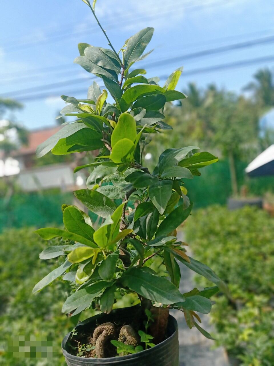 2cây giảo thủ đức 8_12canh cây 2 mùa .cây liền cốt