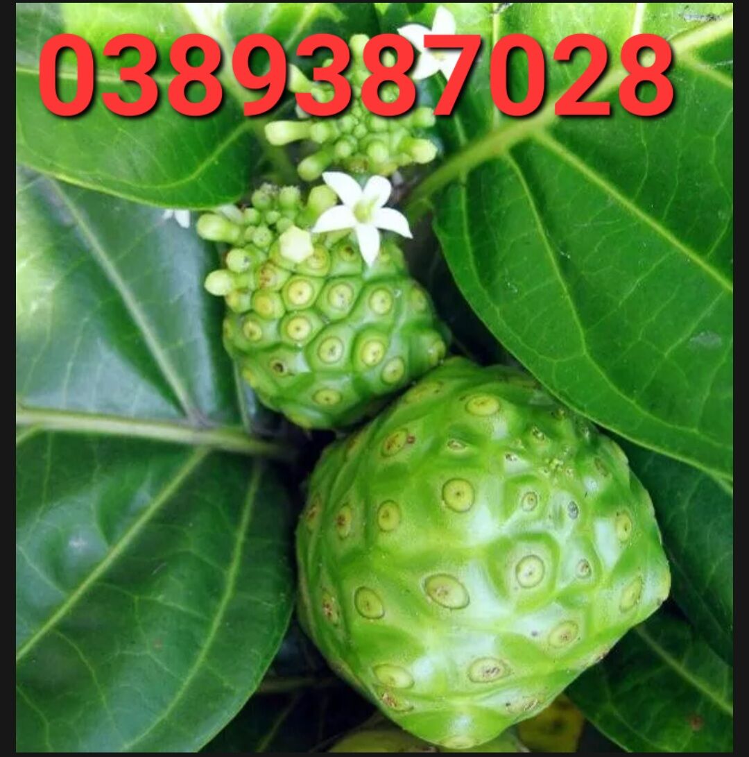 Lá nhàu tươi 1 kg