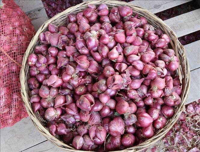 Củ hành tím 100g