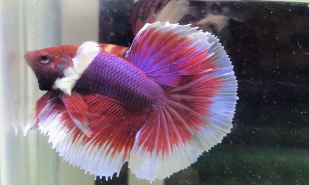 Betta Dumbo Lavender Halfmoon - Tay bơi to