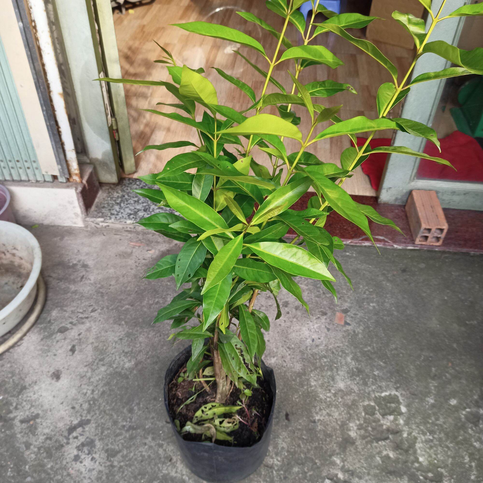 Cây lá vối nếp cao 45-60cm