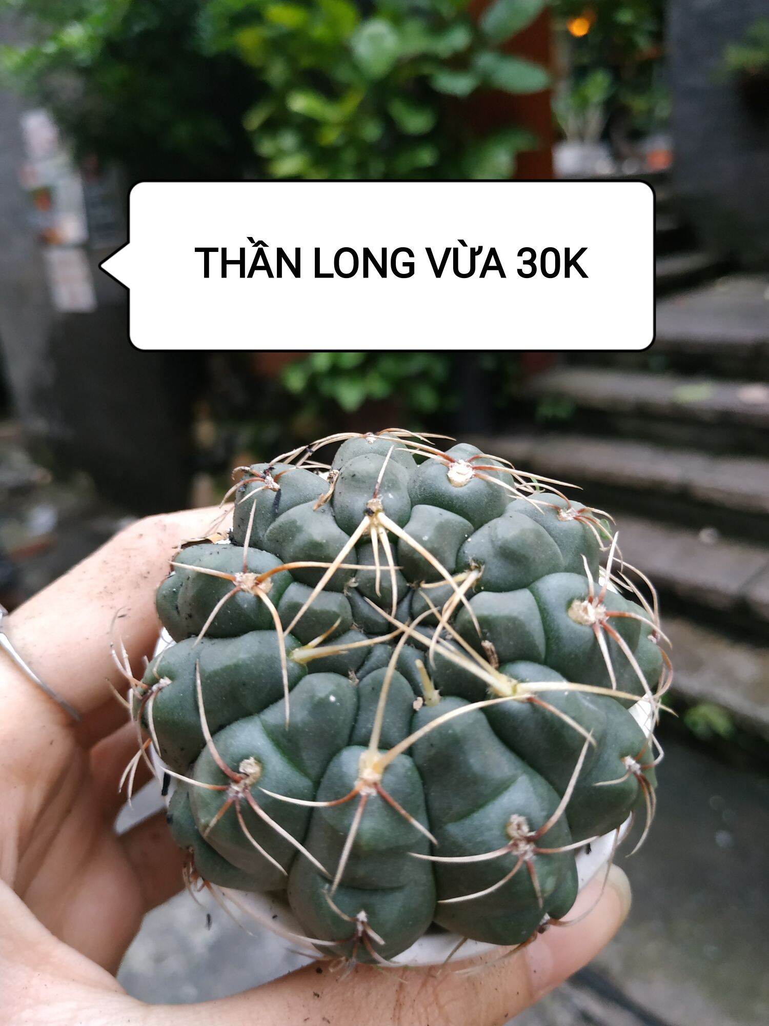 Xương rồng THẦN LONG