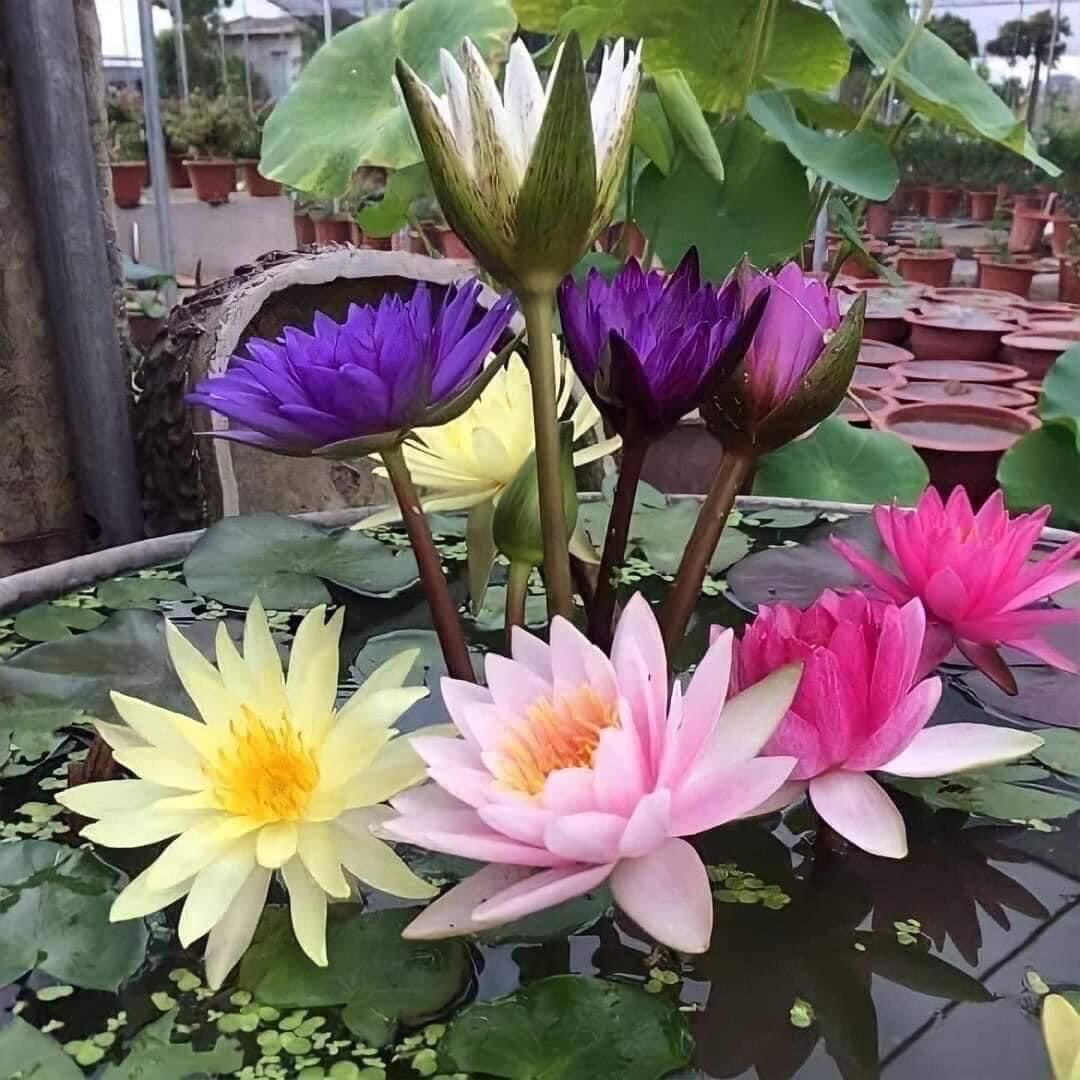 củ hoa súng thái