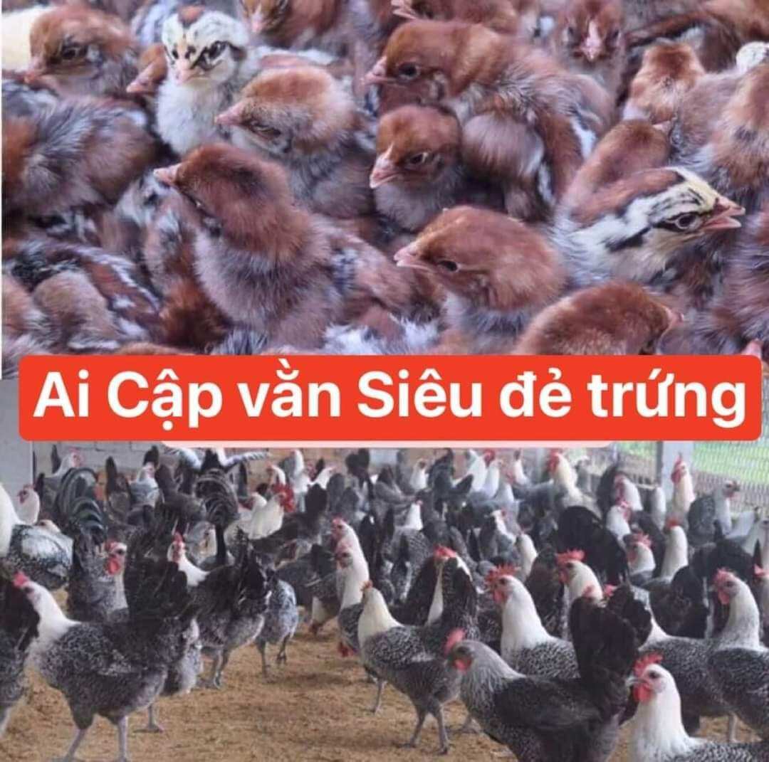 10 trứng gà Ai Cập vằn ăn bỗ