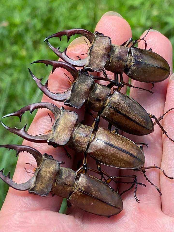 Bọ cánh cứng Kiến vương, tê giá.c, bọ 2 sừng, 3 sừng, 5 sừng