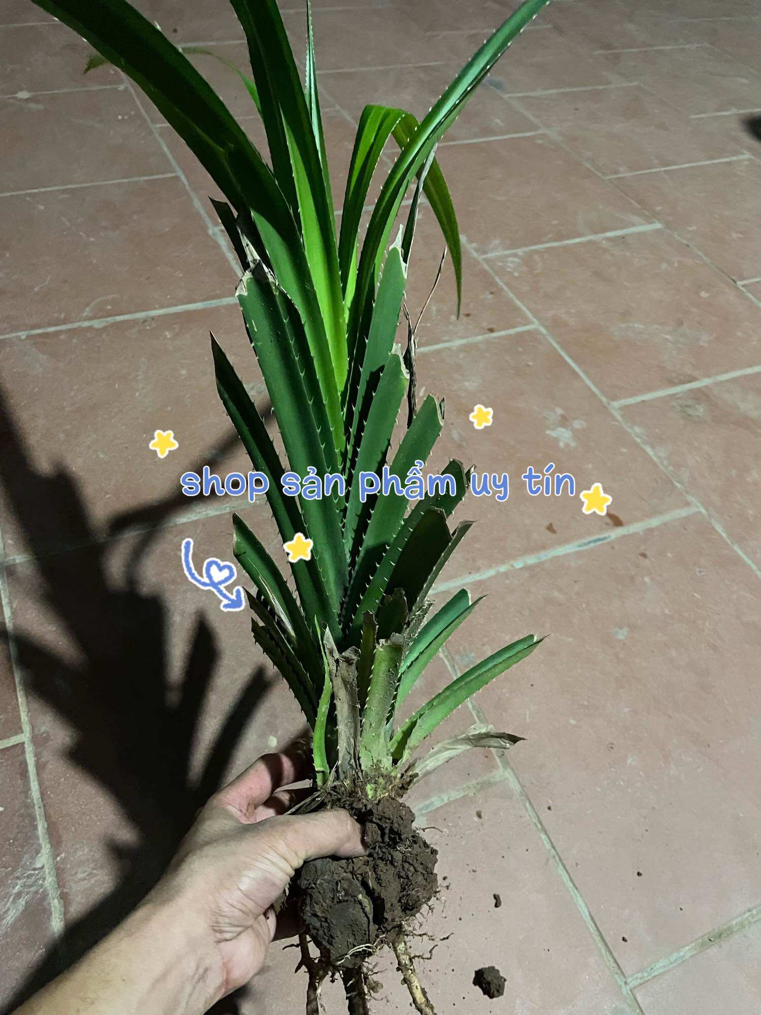 Dứa rừng giống