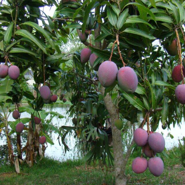 Cây giống Xoài Tím Ngọc Vân