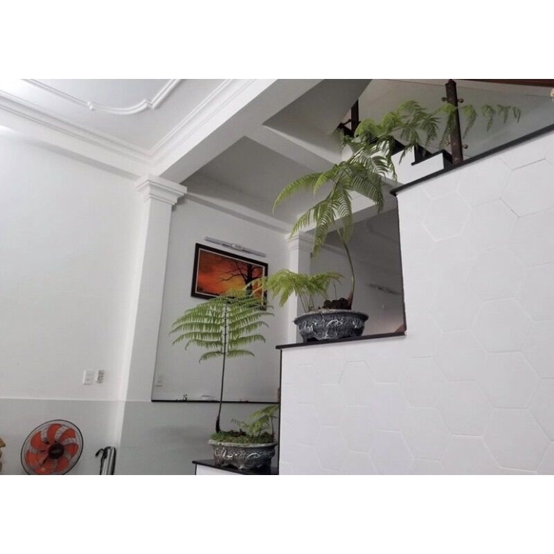 Dương xỉ culi cảnh